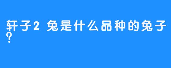 轩子2兔是什么品种的兔子？